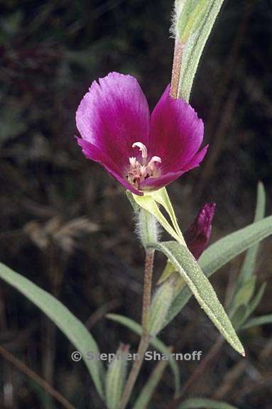 clarkia purpurea ssp quadrivulnera 4 graphic